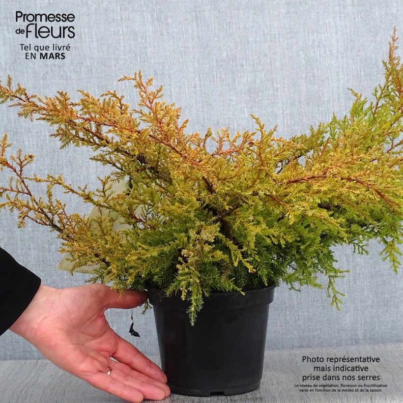 Genévrier de Pfitzer Compact - Juniperus pfitzeriana Compacta Pot de 2L/3L esemplare consegnato in inverno