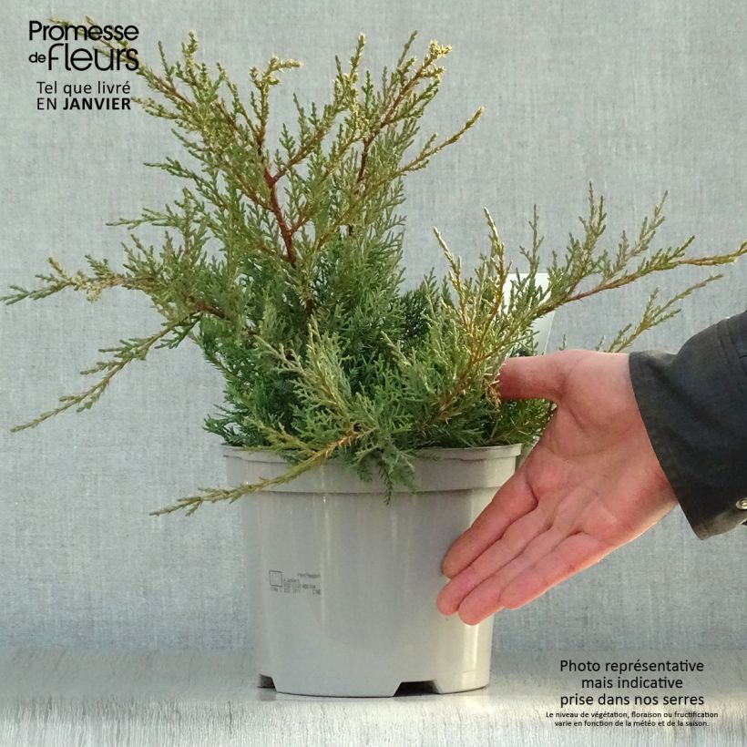 Genévrier de Pfitzer - Juniperus pfitzeriana Glauca Pot de 2L/3L esemplare consegnato in inverno