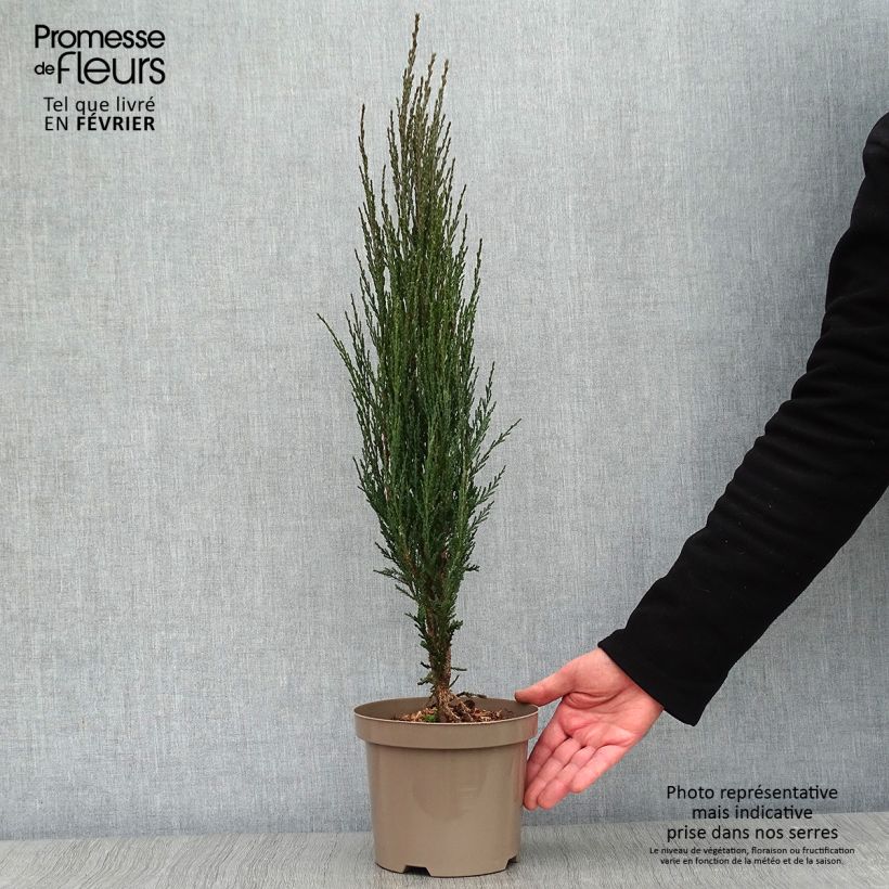 Genévrier de Virginie - Juniperus scopulorum Blue Arrow en pot de 2L/3L esemplare consegnato in inverno