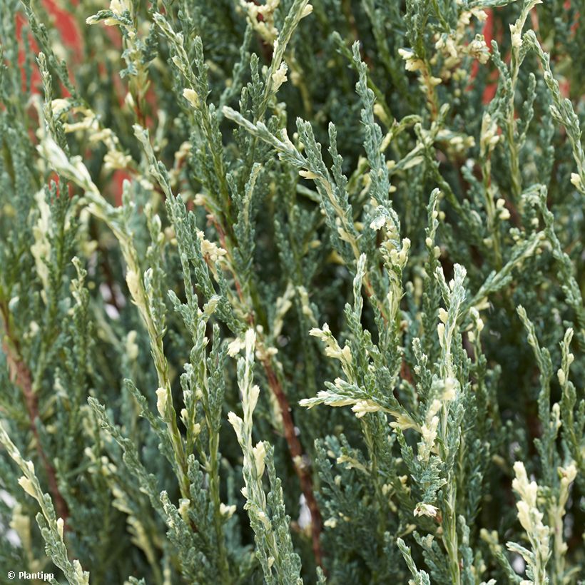 Juniperus scopulorum Blue Ivory - Ginepro (Fogliame)