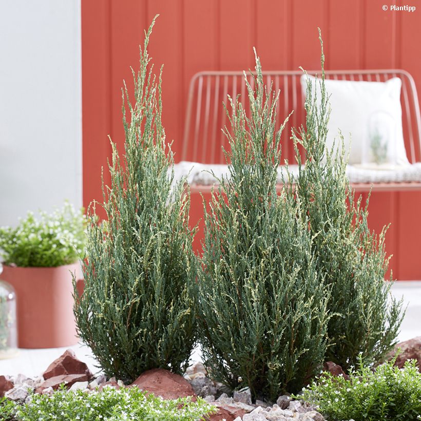 Juniperus scopulorum Blue Ivory - Ginepro (Porto)