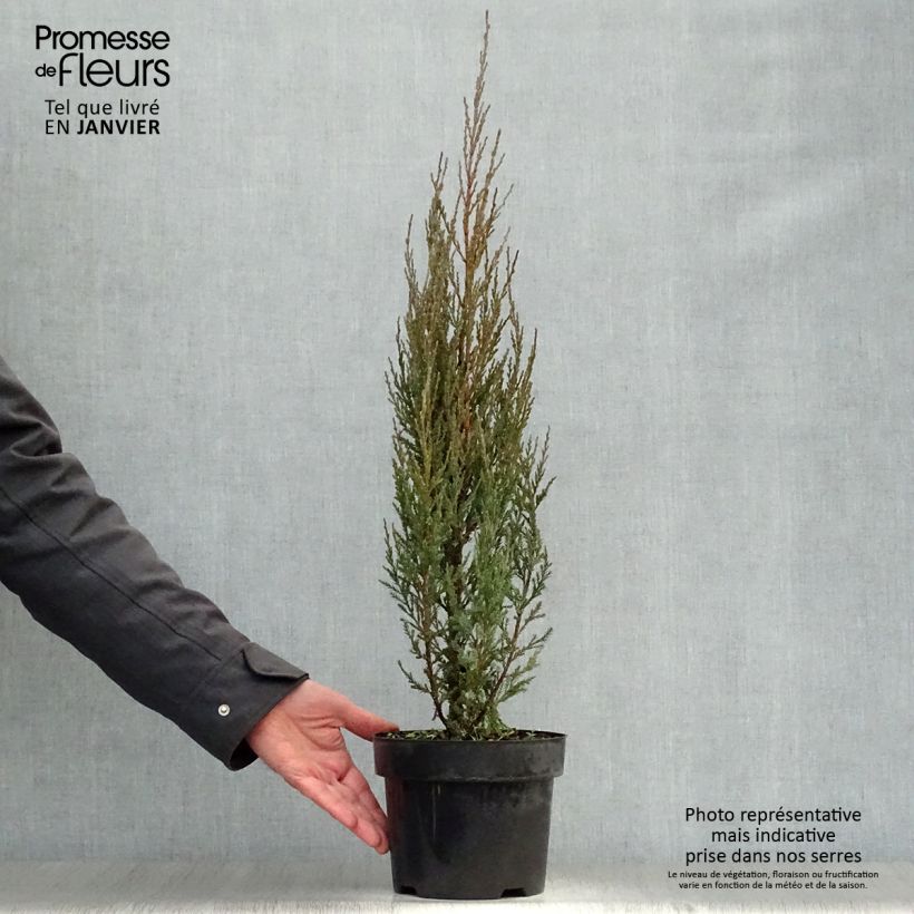 Genévrier de Virginie - Juniperus scopulorum Skyrocket Pot de 3L/4L esemplare consegnato in inverno