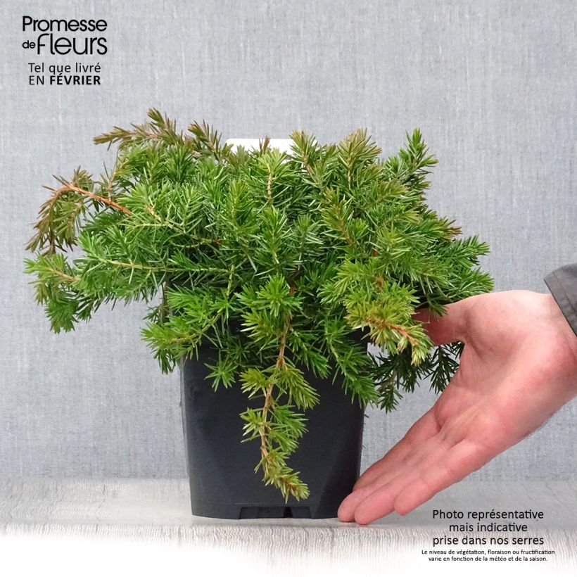 Genévrier des plages -  Juniperus conferta Blue Pacific Pot de 2L/3L esemplare consegnato in inverno