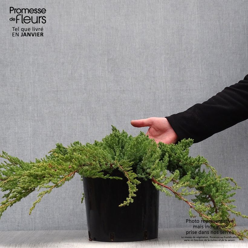 Genévrier des plages - Juniperus conferta Blue Pacific en pot de 7,5L/10L esemplare consegnato in inverno