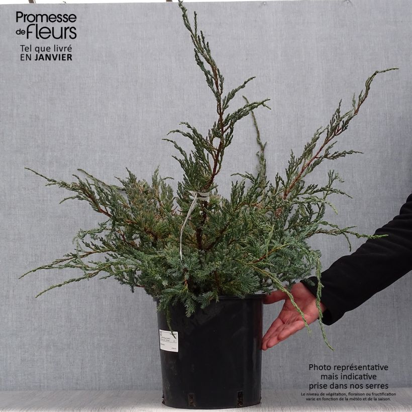 Genévrier écailleux - Juniperus squamata Blue Carpet en pot de 7,5L/10L esemplare consegnato in inverno