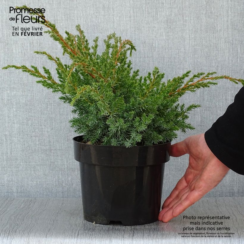 Genévrier écailleux - Juniperus squamata Blue Swede Pot de 2L/3L esemplare consegnato in inverno