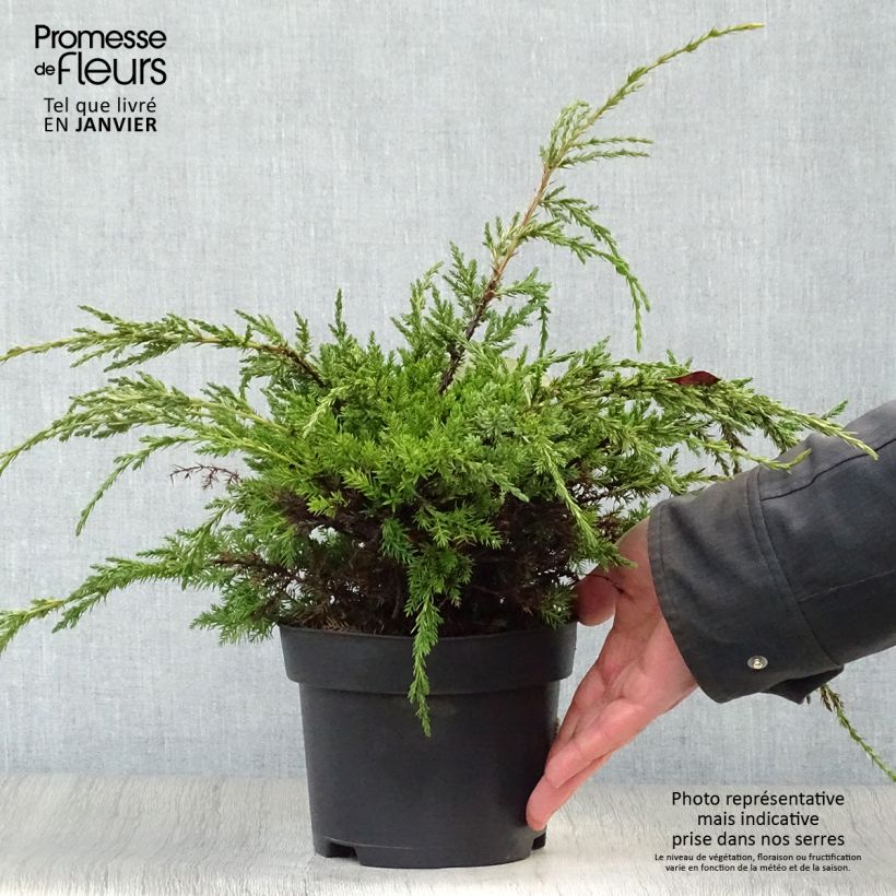 Genévrier écailleux - Juniperus squamata Holger Pot de 2L/3L esemplare consegnato in inverno