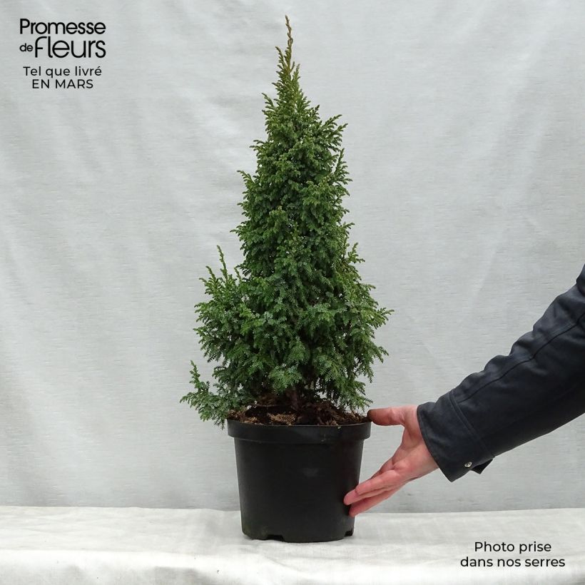 Genévrier écailleux - Juniperus squamata Loderi en pot de 2/3L esemplare consegnato in primavera