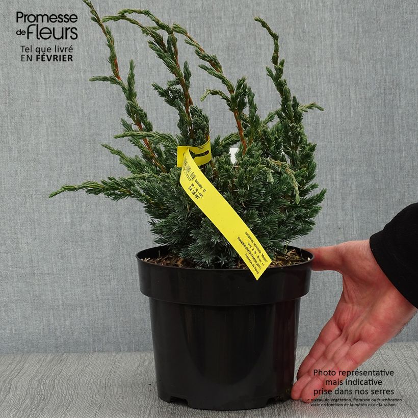 Genévrier écailleux - Juniperus squamata Meyeri Pot de 2L/3L esemplare consegnato in inverno