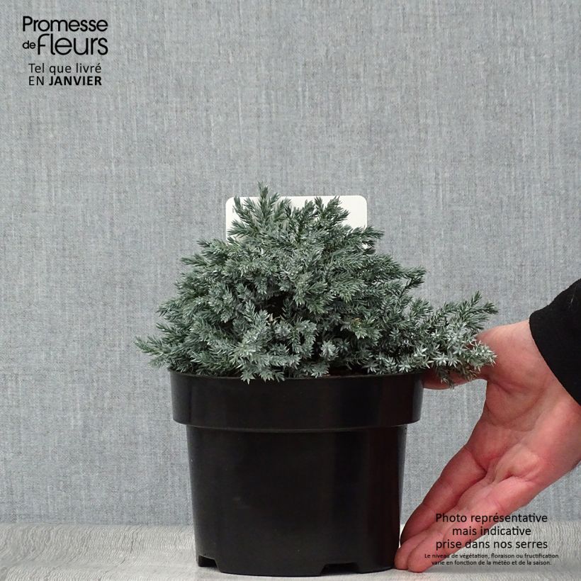 Genévrier écailleux - Juniperus squamata Tropical Blue Pot de 2L/3L esemplare consegnato in inverno