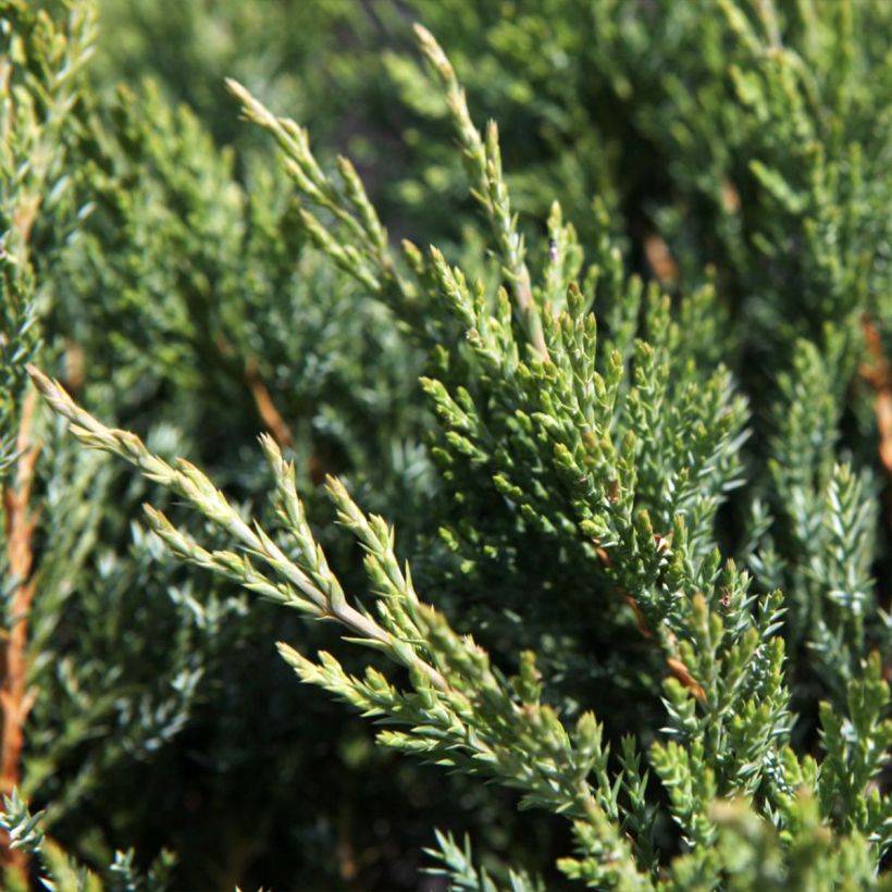 Juniperus horizontalis Agnieszka - Ginepro strisciante (Fogliame)