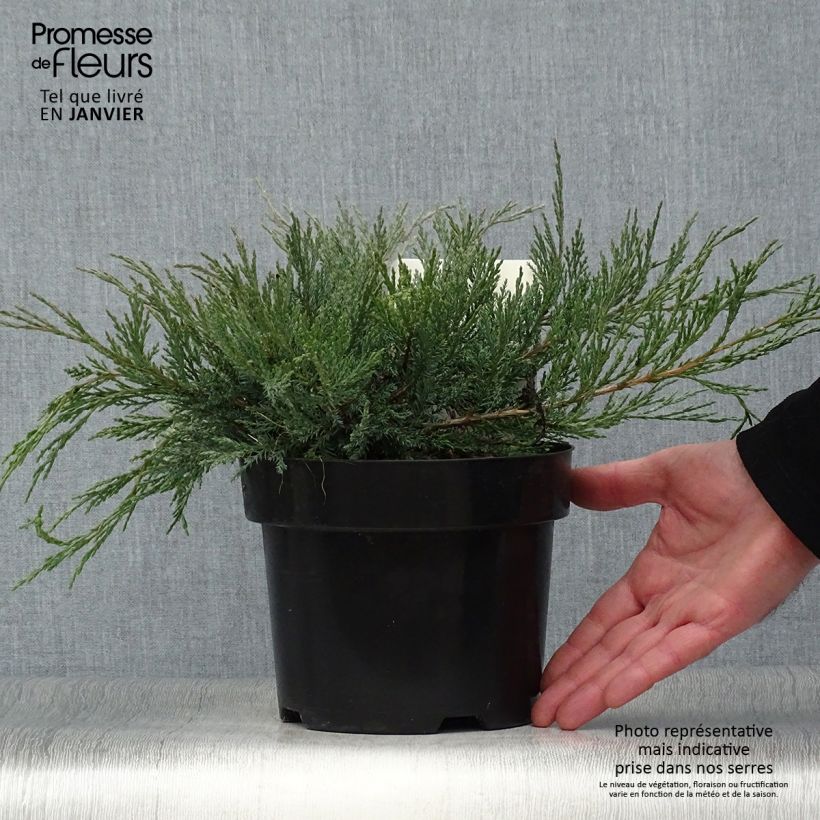 Genévrier horizontal - Juniperus horizontalis Agnieszka en pot de 2l/3l esemplare consegnato in inverno