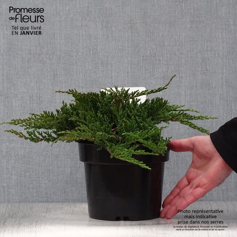 Genévrier horizontal - Juniperus horizontalis Prince Of Wales en pot de 2L/3L esemplare consegnato in inverno