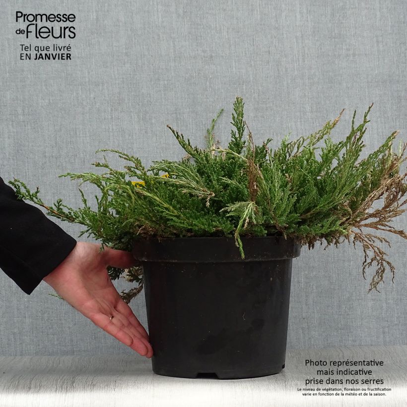 Genévrier horizontal - Juniperus horizontalis Prince Of Wales en pot de 7,5L/10L esemplare consegnato in inverno