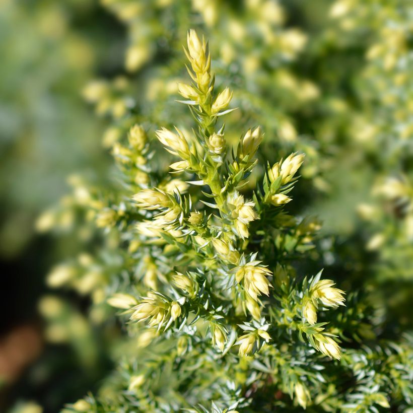 Juniperus pingii Hulsdonk Yellow - Ginepro (Fogliame)