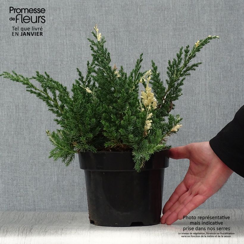 Genévrier panaché - Juniperus chinensis Expansa Variegata en pot de 2L/3L esemplare consegnato in inverno