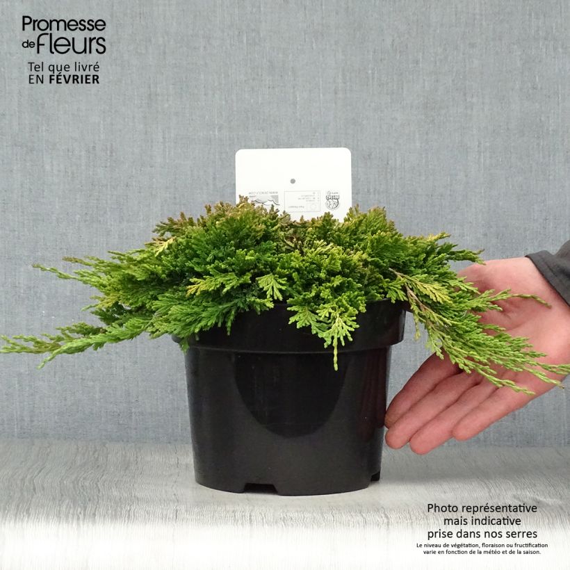 Genévrier rampant - Juniperus horizontalis Golden Carpet Pot de 2L/3L esemplare consegnato in inverno