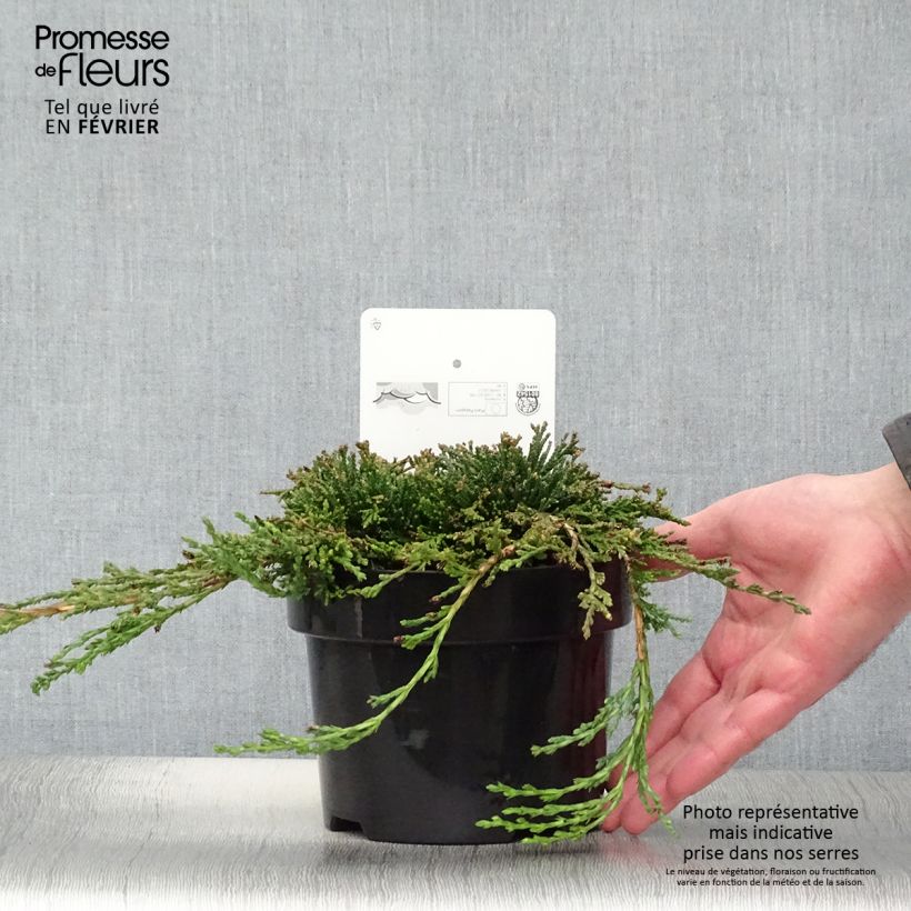 Genévrier rampant - Juniperus horizontalis Icee Blue Pot de 2L/3L esemplare consegnato in inverno