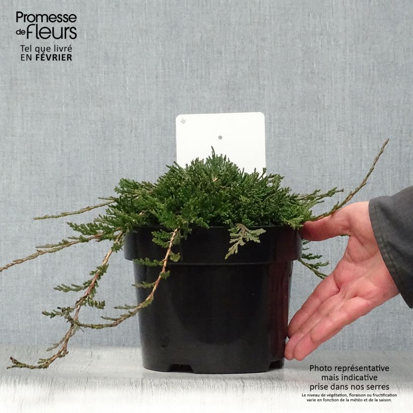 Genévrier rampant - Juniperus horizontalis Wiltonii Pot de 3L/4L esemplare consegnato in inverno