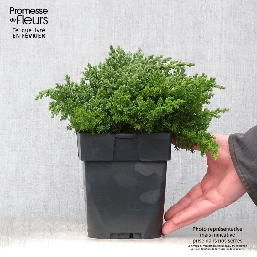 Genévrier rampant - Juniperus procumbens Nana Pot de 2L/3L esemplare consegnato in inverno