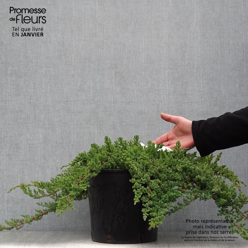 Genévrier rampant - Juniperus procumbens Nana en pot de 7,5L/10L esemplare consegnato in inverno