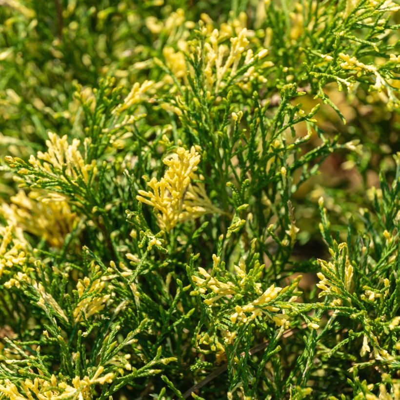 Juniperus sabina Variegata - Ginepro sabino (Fogliame)