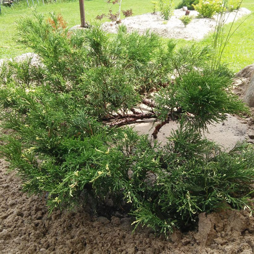 Juniperus sabina Variegata - Ginepro sabino (Porto)