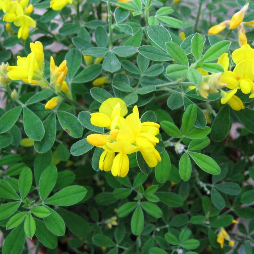 Genista Porlock - Ginestra (Fogliame)