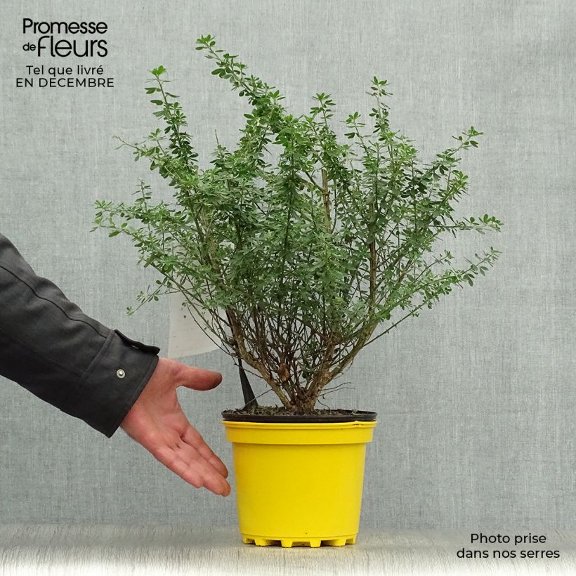 Genista Porlock - Genêt Pot de 2L/3L esemplare consegnato in inverno