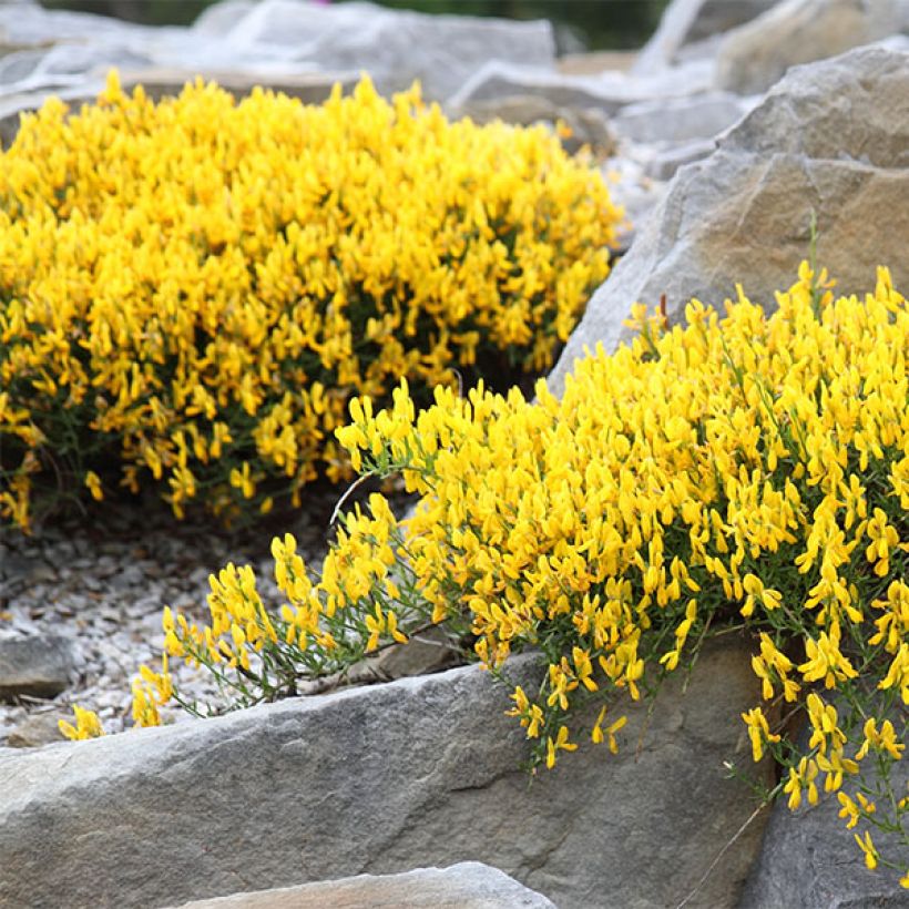 Genista lydia - Ginestra (Porto)