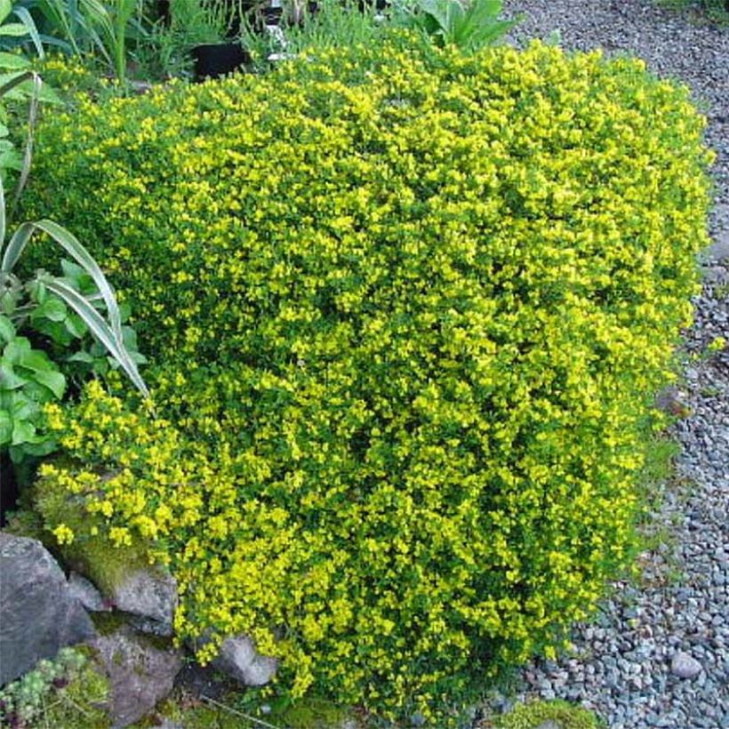 Genista pilosa Vancouver Gold - Ginestra tubercolosa (Fioritura)