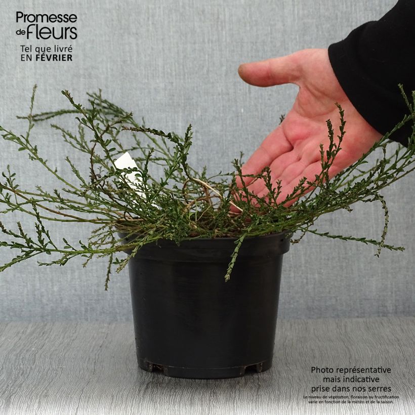 Genista pilosa Vancouver Gold - Genêt poilu Pot de 2L/3L esemplare consegnato in inverno