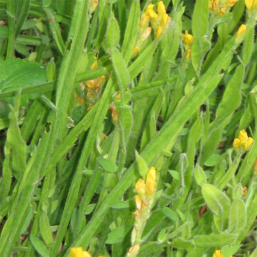 Genista sagittalis - Ginestra alata (Fogliame)