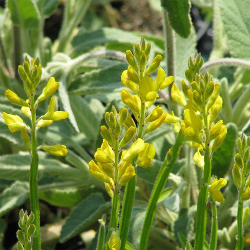 Genista sagittalis - Ginestra alata (Fioritura)