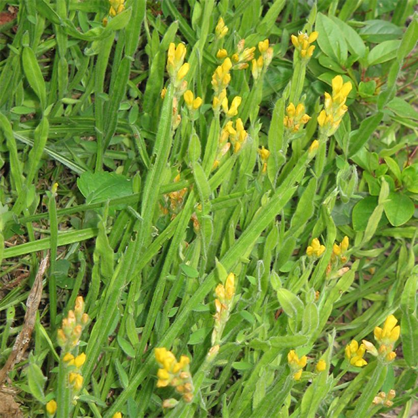 Genista sagittalis - Ginestra alata (Porto)