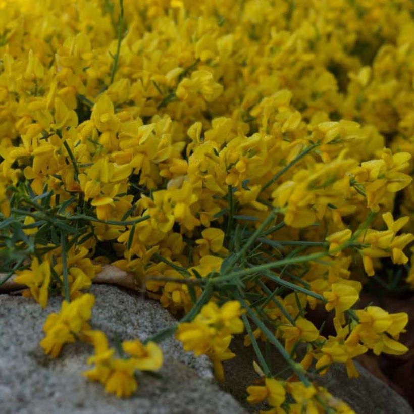 Genista tinctoria Royal Gold - Ginestra minore (Fioritura)