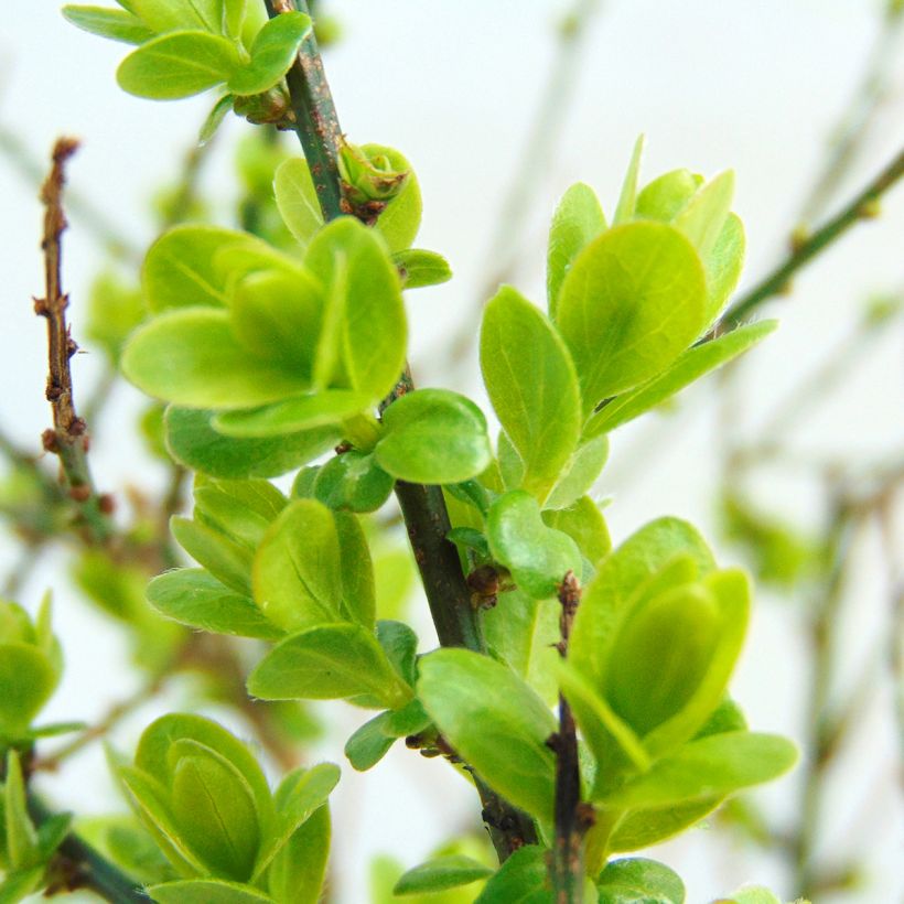 Genista tinctoria Royal Gold - Ginestra minore (Fogliame)