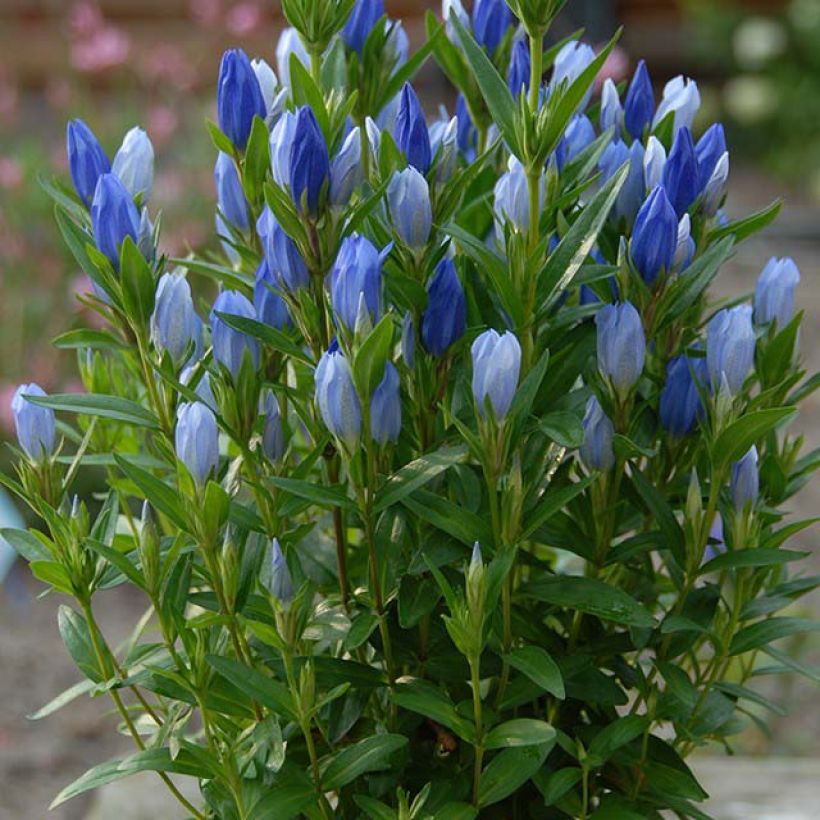 Gentiana makinoi Blue Star - Genziana (Fioritura)