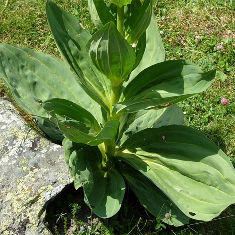 Gentiana lutea - Genziana maggiore (Fogliame)