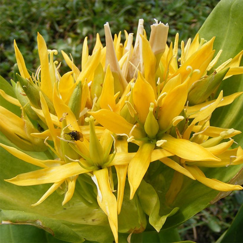 Gentiana lutea - Genziana maggiore (Fioritura)