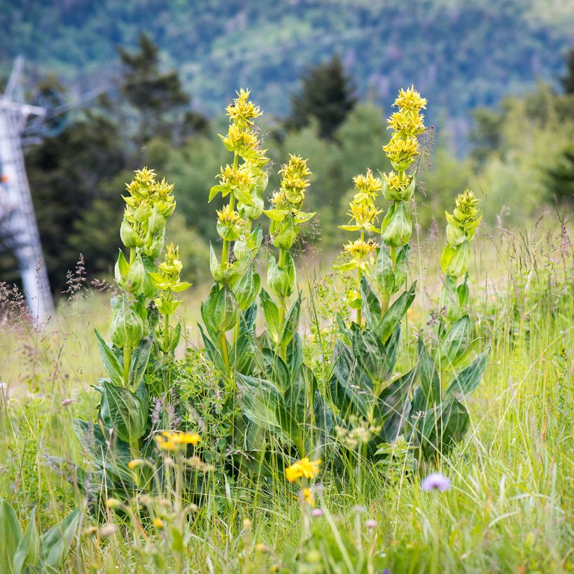 Gentiana lutea - Genziana maggiore (Porto)