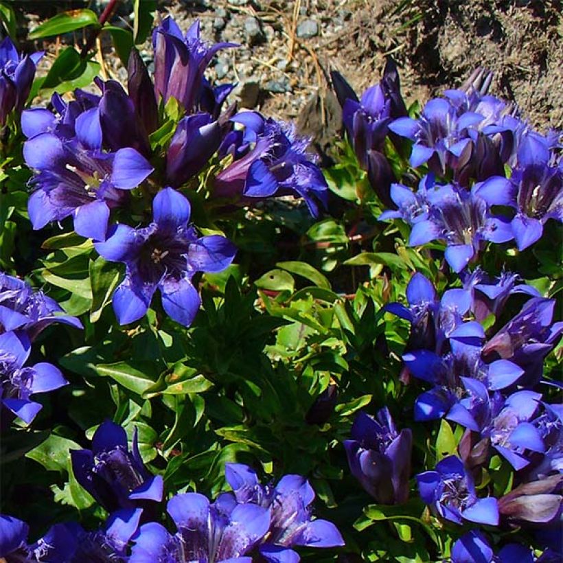 Gentiana septemfida var. lagodechiana - Genziana (Porto)