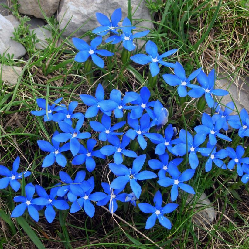 Gentiana verna - Genziana primaticcia (Fioritura)