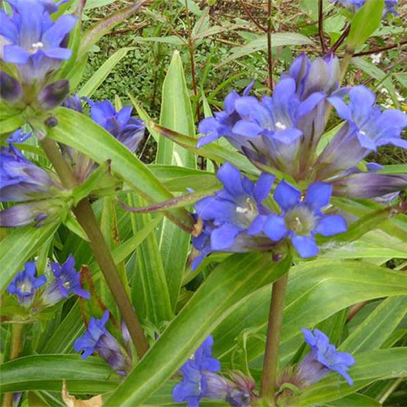 Gentiana dahurica - Genziana (Fioritura)