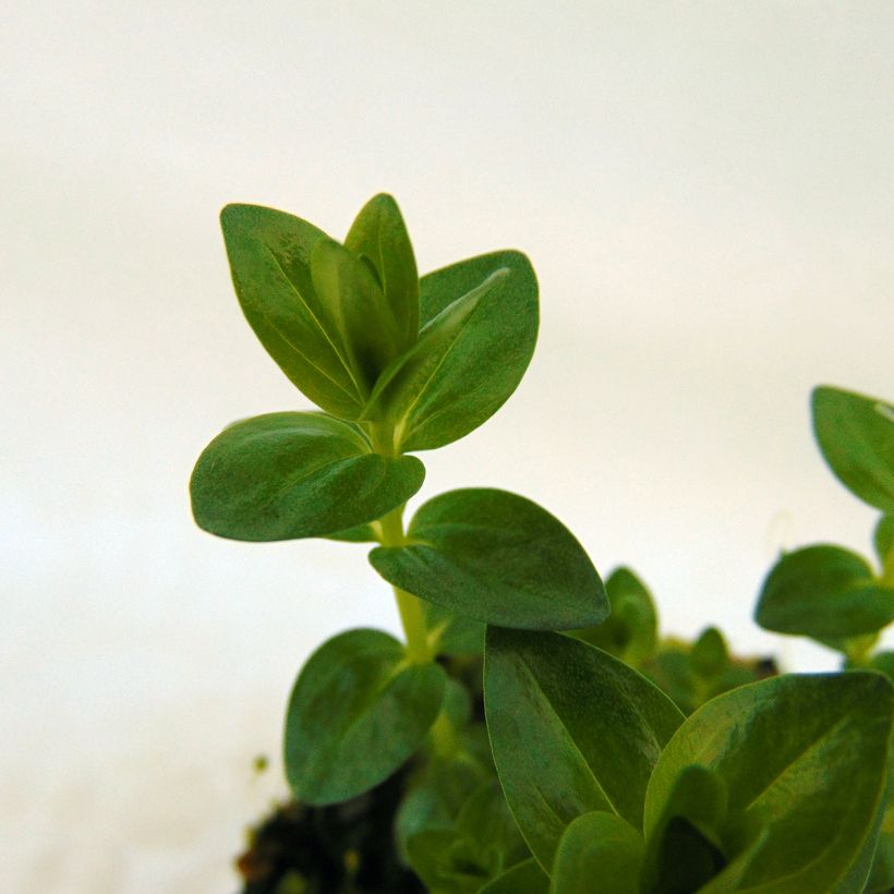 Gentiana septemfida var. lagodechiana - Genziana (Fogliame)