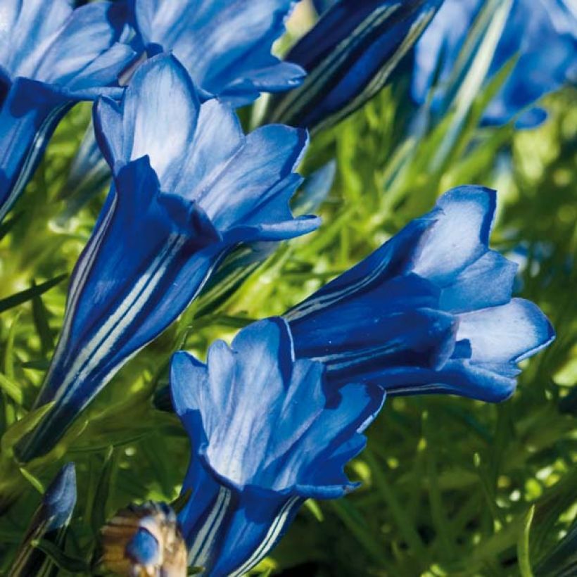 Gentiana sino-ornata - Genziana (Fioritura)