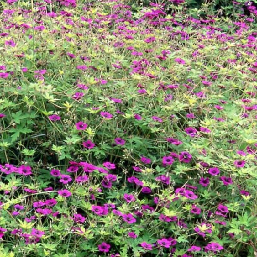 Geranium Ann Folkard (Porto)