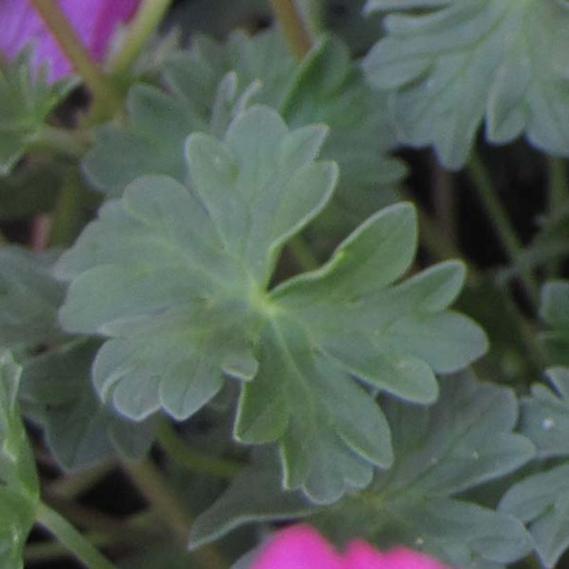 Geranium cinereum Carol (Fogliame)