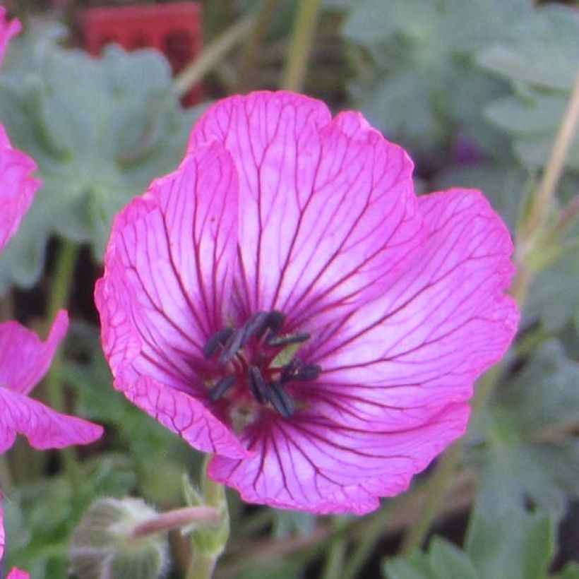 Geranium cinereum Carol (Fioritura)