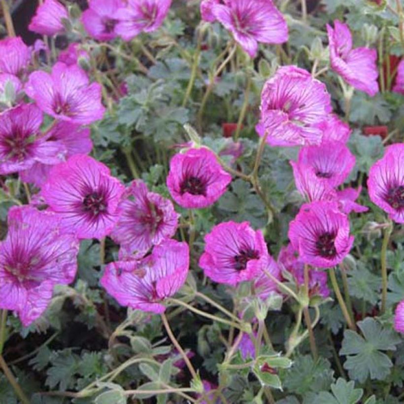 Geranium cinereum Carol (Porto)